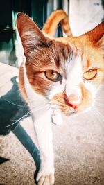 Close-up portrait of a cat