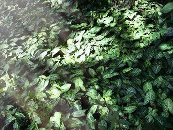 Full frame shot of moss on rock