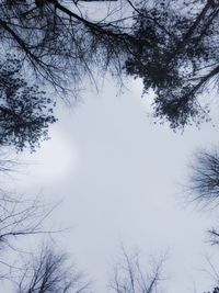 Low angle view of bare trees against sky