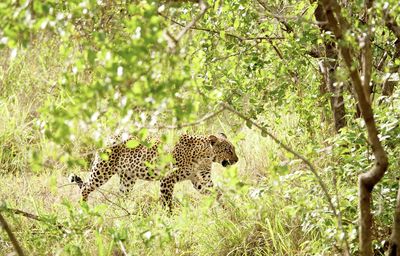 Cheetah walking on field