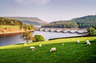 Scenic view of sheep grazing on a riverbank