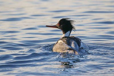 Red-breasted merganser swimming in lake