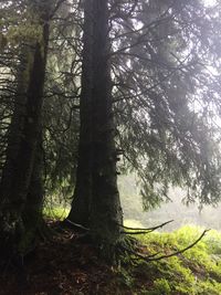 Trees in forest