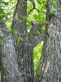 Close-up of tree trunks in the forest