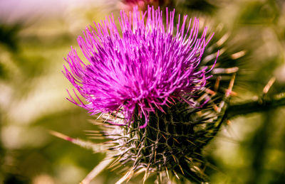 Close-up of purple thistle flower