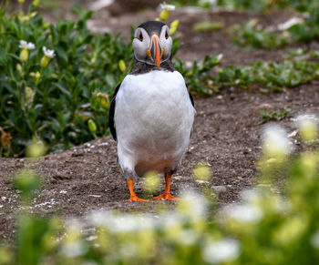 Bird standing in a field