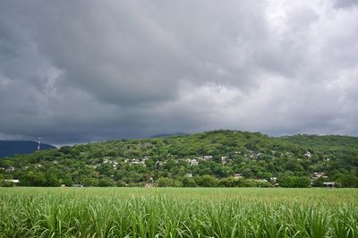 Scenic view of agricultural field against sky