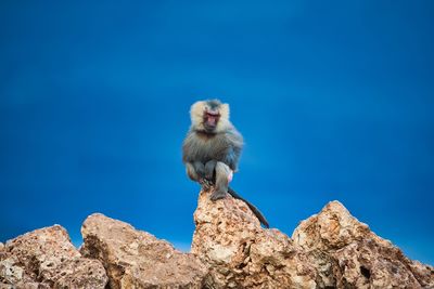 Low angle view of monkey on rock