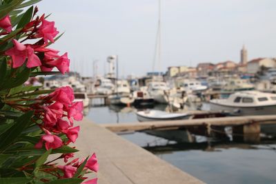 Close-up of pink flowering plants by boats moored at shore