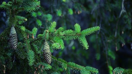 Close-up of fern growing on tree