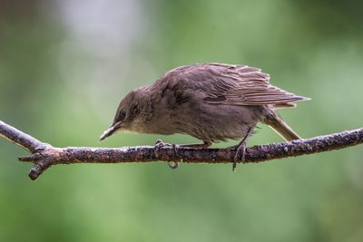 Close-up of bird perching on tree