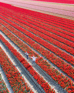 Full frame shot of multi colored agricultural field