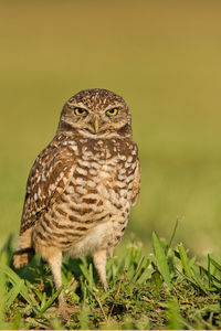 Close-up of owl perching on plant