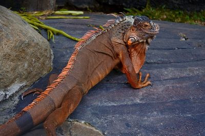 Close-up of lizard