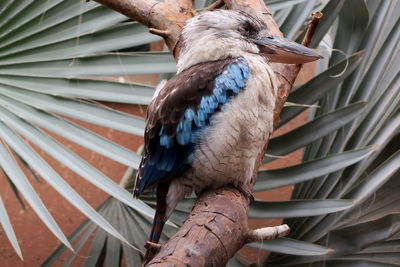 Low angle view of bird perching outdoors