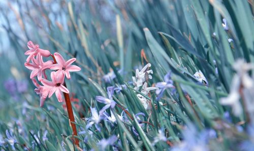 Close-up of pink flowering plant on field