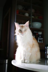 Portrait of cat sitting on table at home