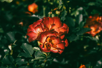 Close-up of flower blooming outdoors