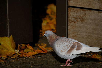 Close-up of a bird