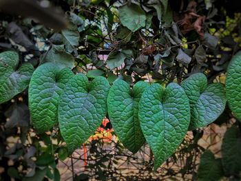 Close-up of green leaves on plant