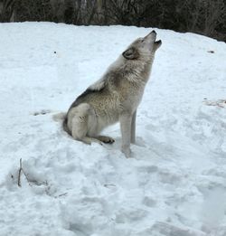 White wolf on snow covered land