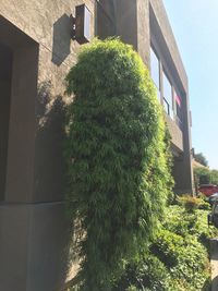 Close-up of tree by house against sky