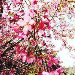 Low angle view of pink flowers on branch