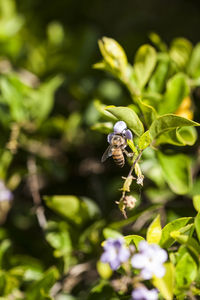 Close-up of bee on plant