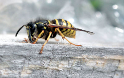 Close-up of bee