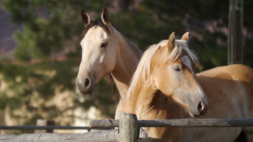 Close-up of horses by fence