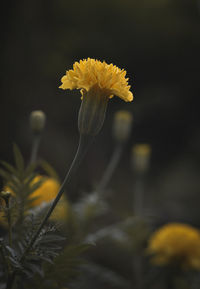 Close-up of yellow flowering plant