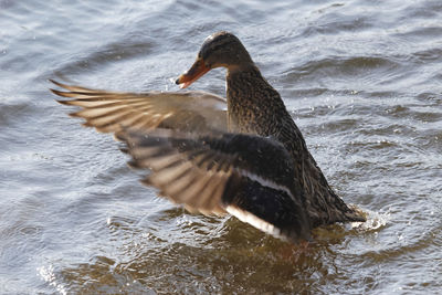 Female duck splashing in water at spring