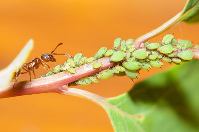 Close-up of insect on plant