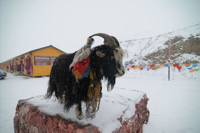 Snow covered a horse in winter