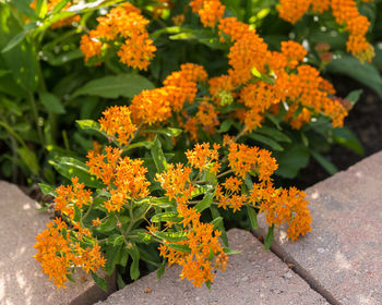 Close-up of orange marigold flowers