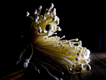 Close-up of jellyfish in sea