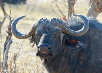 Close-up of a horse on field