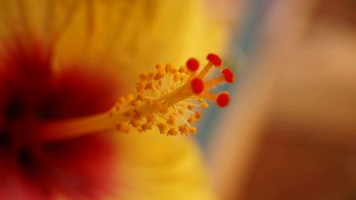 Close-up of yellow flower