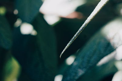 Close-up of lizard on leaf