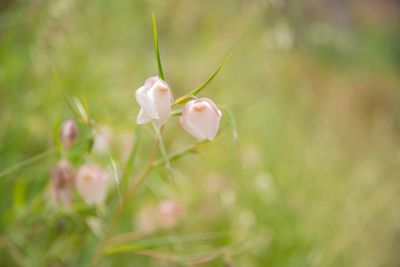 Close-up of white flowering plant on field