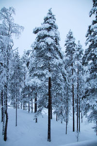 Trees on snow covered land against sky