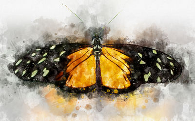 High angle view of butterfly over black background