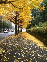 Fallen leaves on road