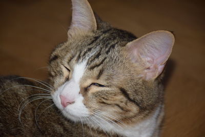 Close-up of cat sleeping