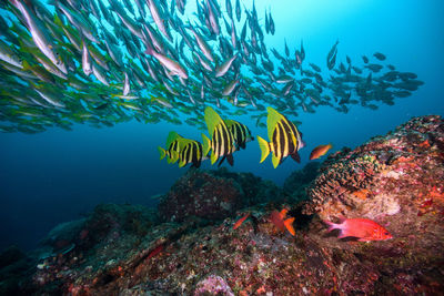 Fish swimming in sea