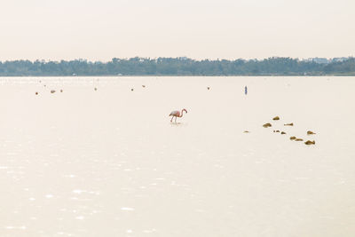 Birds flying over lake against clear sky