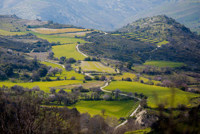 Scenic view of agricultural field