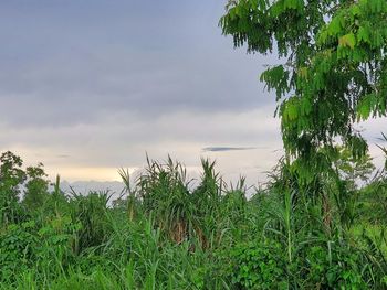 Plants growing on field against sky