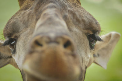 Close-up portrait of cow