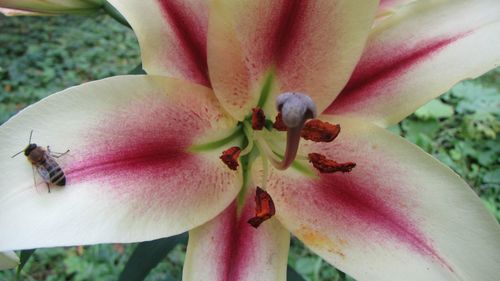 Close-up of pink flower